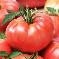 Томат Райська насолода  Елітний ряд 1 гр.