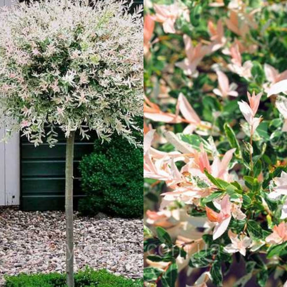 Ива Хакуро Нишики на штамбе 100-120 см: продажа, цена в Винницкой ...