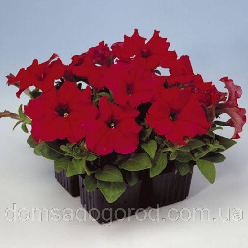 Петунія SAKATA Eagle F1 Red 1000 штраж