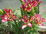 Лілія Double Sensation 18/20, фото 3