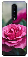 Чехол с принтом на Ван Плюс 8 роза в саду / Чехол с принтом на OnePlus 8