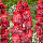 Гладіолус Mystic Shades(DOUBNA) 14/16, фото 5