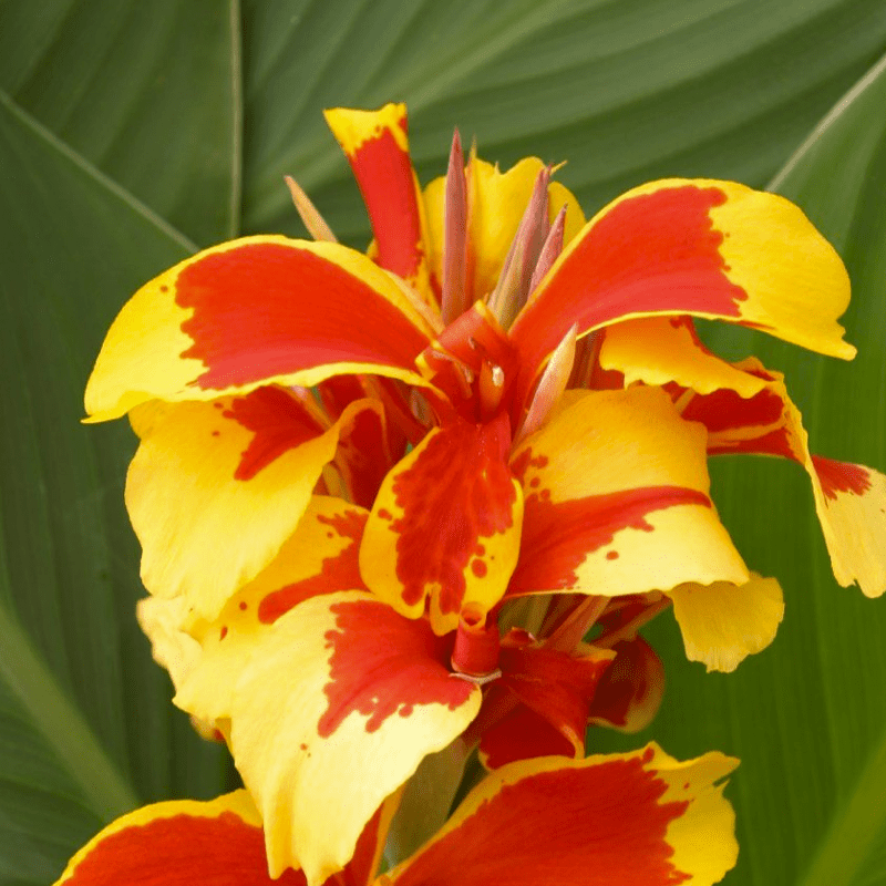 Канна Queen Charlotte