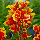 Канна Queen Charlotte, фото 5