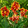 Канна Queen Charlotte, фото 4