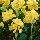 Канна Yellow Futurity, фото 5