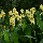 Канна Yellow Futurity, фото 4