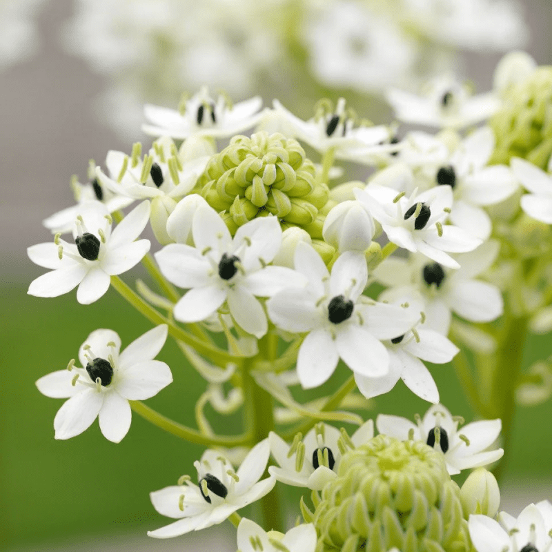 Орнітогалум saundersiae 20+