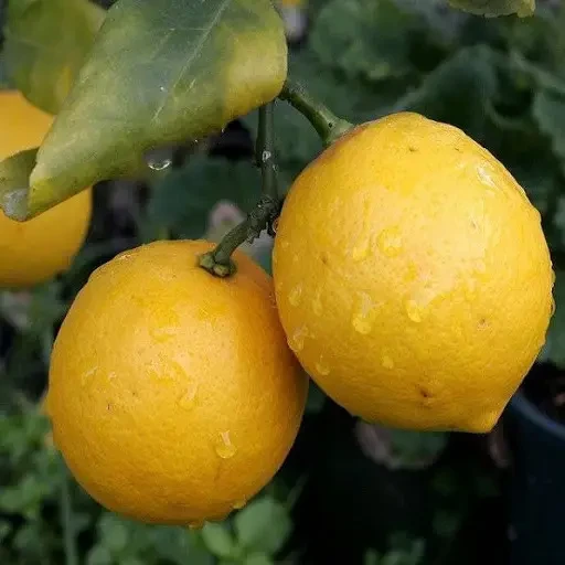 Саджанці лимона Київський Великоплідний 2-річні - ранній, дуже великий, урожайний