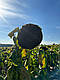 Насіння соняшника КЛАУС (стандарт), ТОВ "ТК Арт-Агро", Україна, фото 4