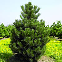 Саженцы Сосны Крючковатой (Сосна Пиренейская) (Pinus uncinata)