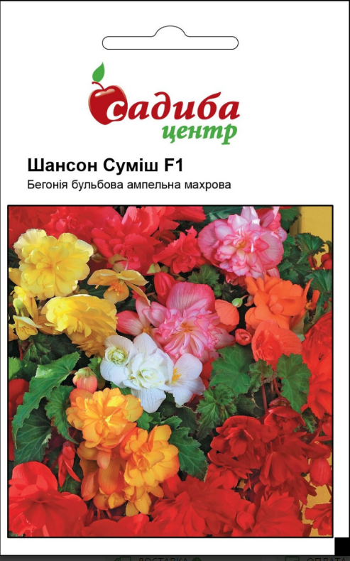 Бегонія Шансон F1, ампельна, суміш, 10 шт