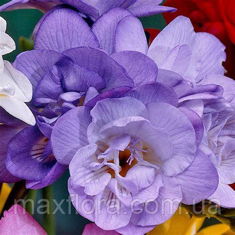 Фрезія махрова Blue 5/6, фото 1