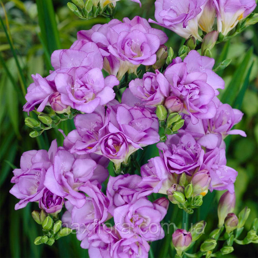 Фрезія махрова Lavander 5/6, фото 1