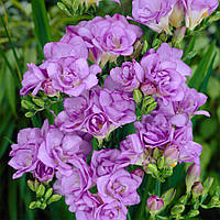 Фрезія махрова Lavander 5/6