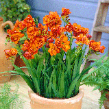Фрезія махрова Orange 5/6, фото 3