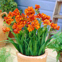 Фрезія дрібний гурт