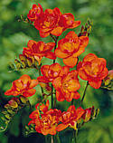 Фрезія махрова Orange 5/6, фото 4