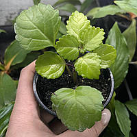 Плектрантус мутовчатий вкорінений живець Plectranthus verticillatus