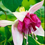 Фуксія Данні Бой вкорінений живець Fuchsia Danny Boy, фото 4