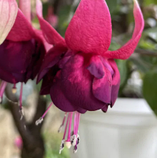 Фуксія Данні Бой вкорінений живець Fuchsia Danny Boy, фото 3