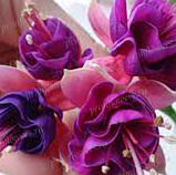 Фуксія Guurtje вкорінений живець Fuchsia Guurtje, фото 3