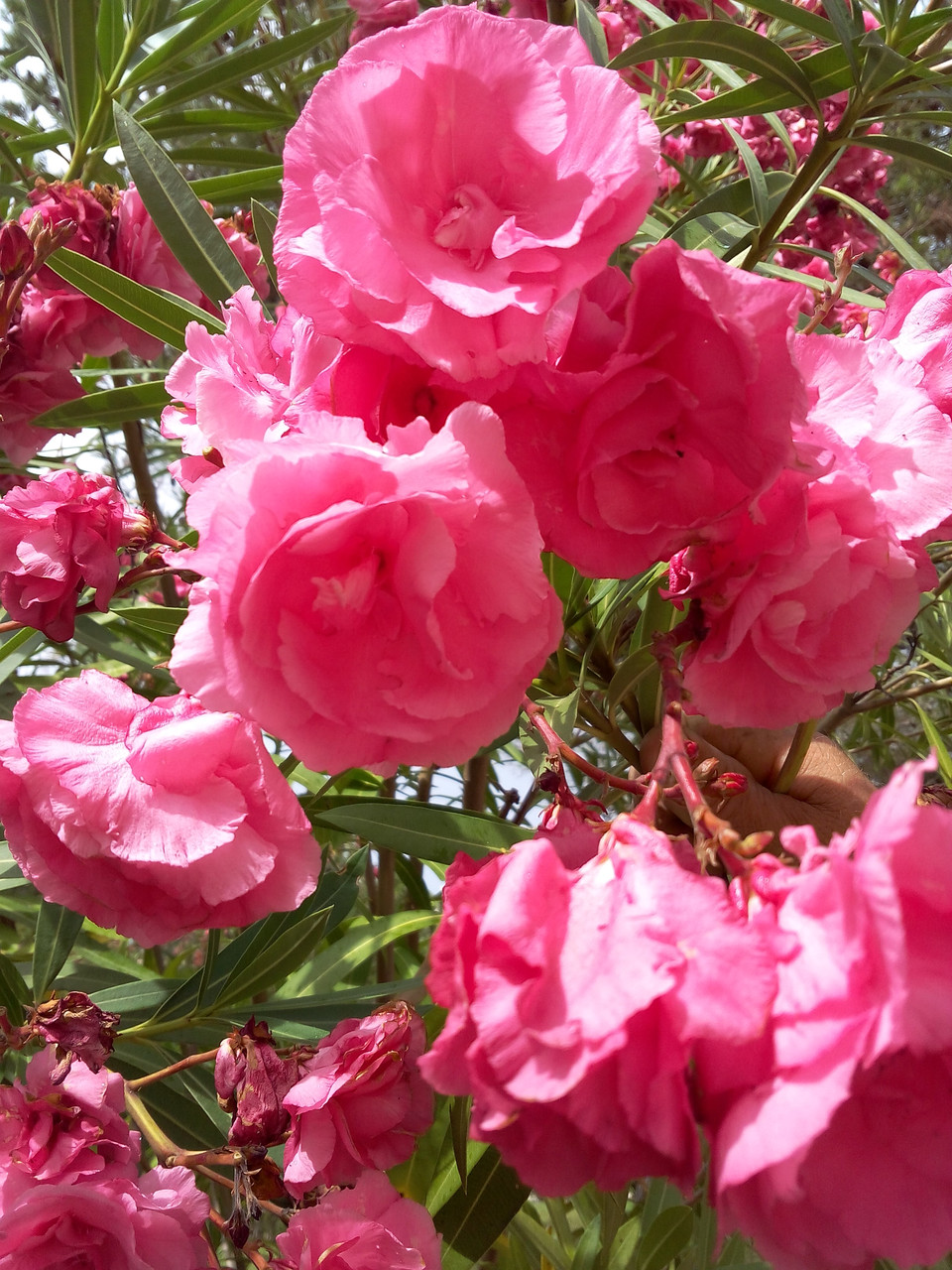 Олеандр Double Pink