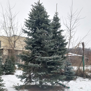 Ялина блакитна Глаука 400-450 см. АКЦІЙНА