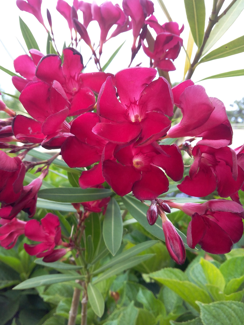 Олеандр Aphrodite, фото 1