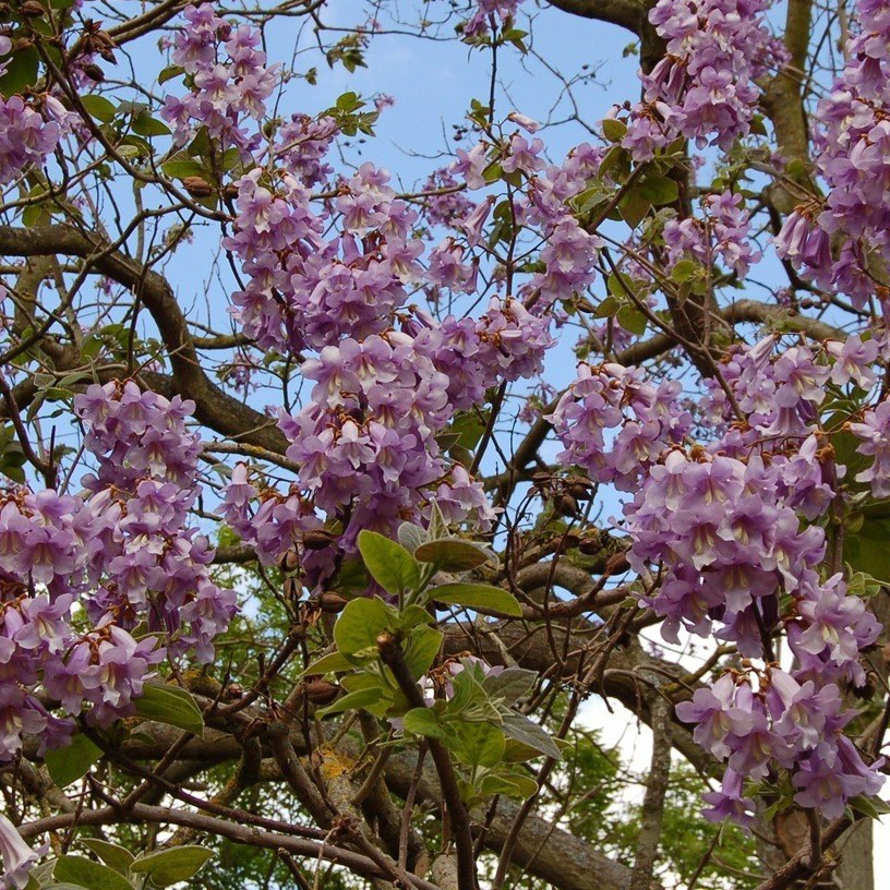 Саджанці Павловнії Шан Тонг (Paulownia Shan Tong) Р9