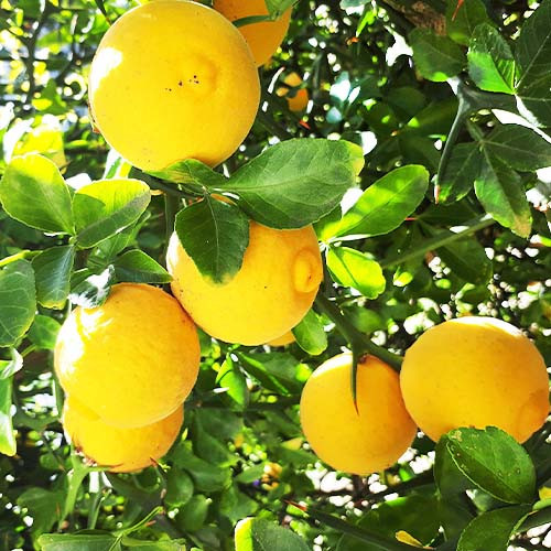 Саджанці Понцируса/вуличний лимон (Poncirus trifoliata) Р9