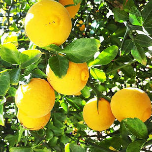 Саджанці Понцируса/вуличний лимон (Poncirus trifoliata) Р9