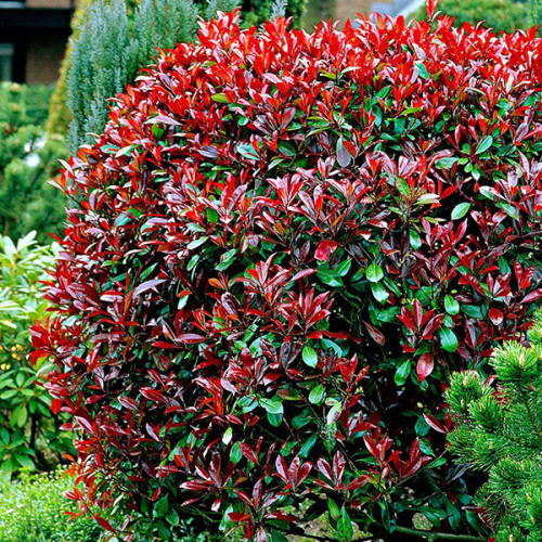Саджанці Фотінії Фразера Red Robin (Photinia fraseri Red Robin) Р9, фото 1