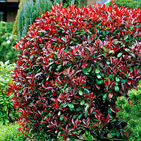 Саженцы Фотинии Фразера Red Robin (Photinia fraseri Red Robin) Р9