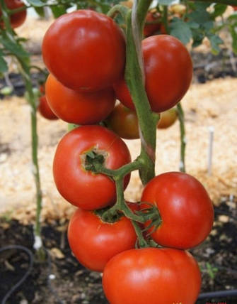 Насіння томату Президент II F1 (President II F1) Seminis 500, фото 1