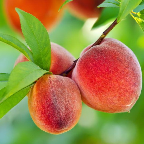 Саджанці Персика маньчжурського - підщепа для персиків, нектаринів Р9
