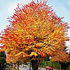 Саджанці Багрянника японського (Cercidiphyllum japonicum) Р9, фото 2