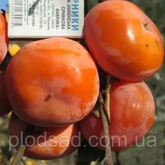 Хурма Дар Софіївки ( щеплена, морозостійка ) 2 річна