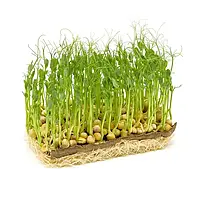Семена микрозеленые Горох 50 г Украина