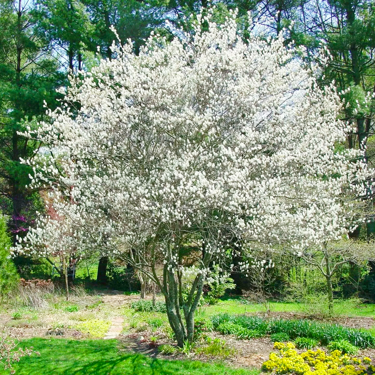 Саджанці Ірги овальнолистої канадської (Amelanchier ovalis)