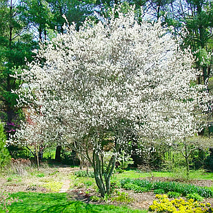 Саджанці Ірги овальнолистої канадської (Amelanchier ovalis)