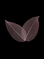 Скелетоване листя світло рожеве 30 шт (4-6 см)