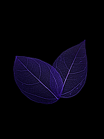 Скелетированные листья фиолетовые 30 шт (5-7 см)