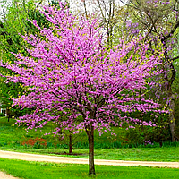 Саженцы Церциса европейского/Багрянник (Cercis siliquastrum)