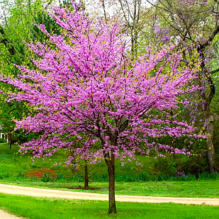 Саджанці Церцису європейського/Багрянник (Cercis siliquastrum)