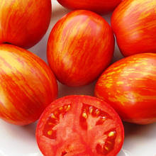 Насіння томатів Шаймет Криг 15 шт (zip)