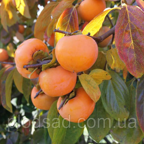 Хурма Шарон ( щеплена, крупноплідна ) 2 річна