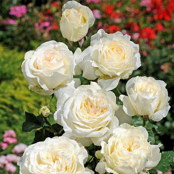 Троянда на штамбі Ірина