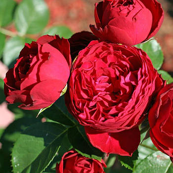 Троянда на штамбі Роял Піано