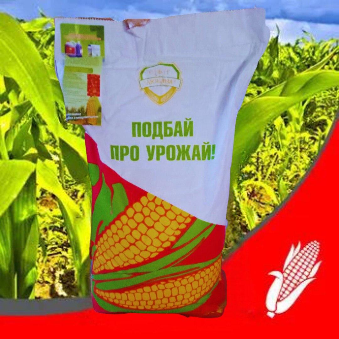 Насіння кукурудзи ДН Меотида ФАО — 190
